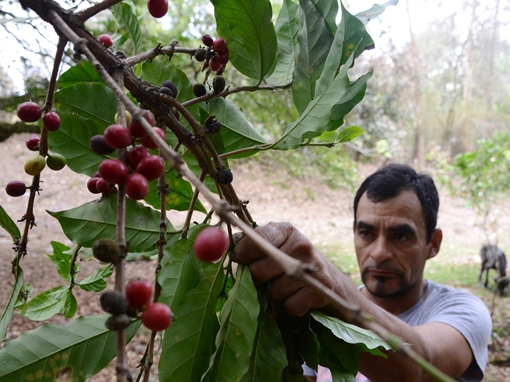“Khủng hoảng kép” do làn sóng di cư và biến đổi khí hậu ở Honduras