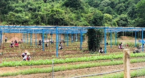 Trồng rau, nuôi lợn cải thiện bữa ăn cho học sinh miền núi Quảng Nam