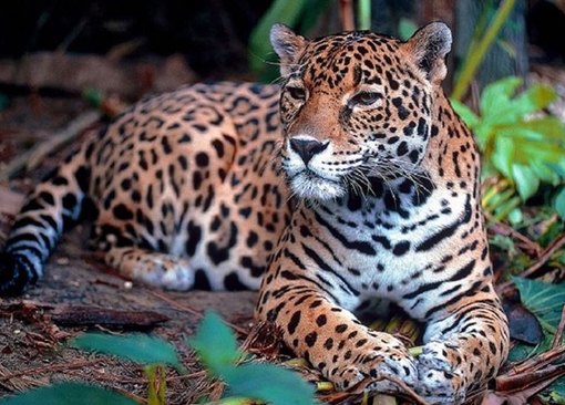 Nhiều động vật hoang dã tìm đến Quảng Trị trú ngụ 