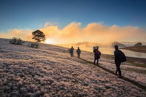 Những chuyện thêu dệt về cỏ hồng ở chân núi Langbiang 