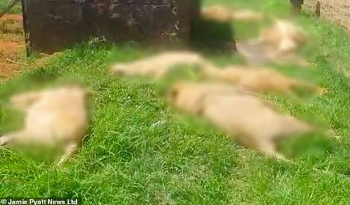 Nam Phi: Gia tăng vấn nạn giết sư tử lấy móng và răng để… luyện phép