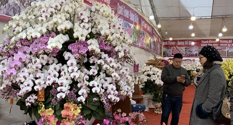 Các nhà vườn tung cây cảnh  giá “khủng” bán Tết