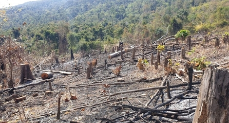 Rừng pơ mu ở Đắk Lắk liên tục bị tàn phá