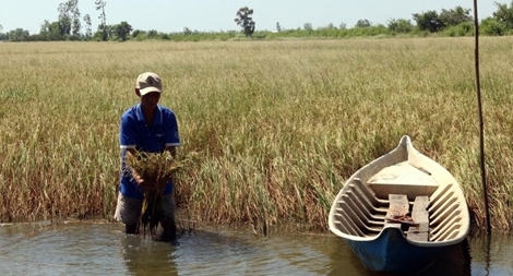 Ồn ào bảo tàng nông nghiệp Đồng bằng sông Cửu Long 400 tỷ đồng
