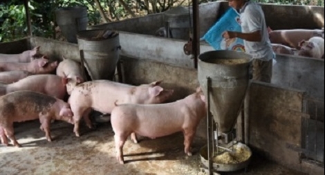 Giá lợn hơi ở Đồng Nai  tăng cao do bị “làm giá”