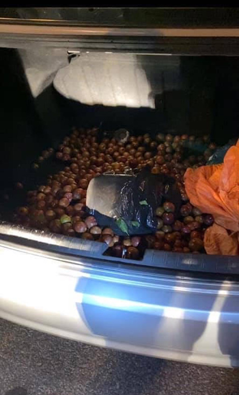 Đường dây ma tuý với chiêu "mận từ Sơn La về Hà Nội"