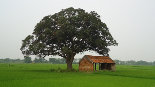 Cần chiến lược bảo vệ cổ thụ di sản