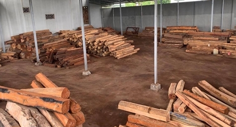 Khởi tố chủ doanh nghiệp mua bán, tàng trữ 193m³ gỗ trái phép