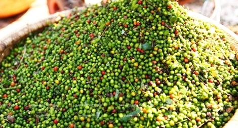 58 container hồ tiêu xuất khẩu đang bị mắc kẹt ở Nepal và Ấn Độ