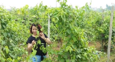 Nghiên cứu trồng cây sachi ở Việt Nam để tạo ra nhiều sản phẩm dinh dưỡng độc đáo