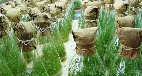 Nhiều giống cây nguyên liệu giấy cho năng suất, chất lượng cao từ ứng dụng công nghệ