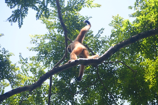 Xem thú hoang dã ở Nam Cát Tiên