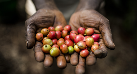 Ngành cà phê của Kenya lao đao vì các băng nhóm trộm cướp