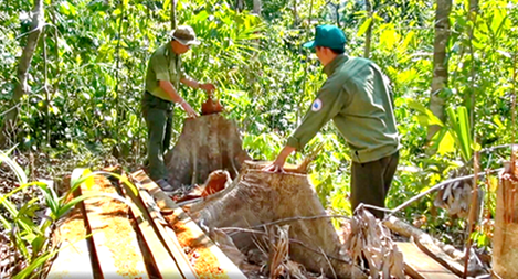 Nhiều câu hỏi xung quanh vụ phá rừng nghiêm trọng ở Phú Yên