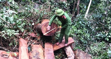 Công an tỉnh Quảng Bình: Khám phá vụ phá rừng Trường Sơn rất nghiêm trọng