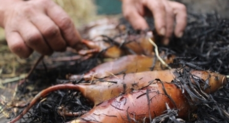 Chuột ơi là chuột 