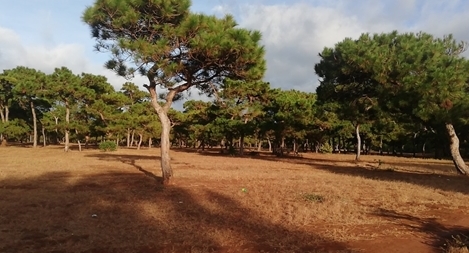 Bộ NN&PTNT bác đề xuất của Gia Lai chuyển đổi rừng làm sân golf