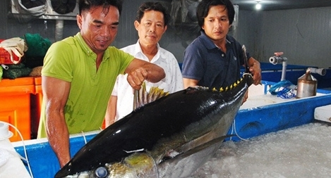 Công nghệ nano UFB: Nâng cao chất lượng bảo quản cá ngừ đại dương, mở rộng thị trường xuất khẩu