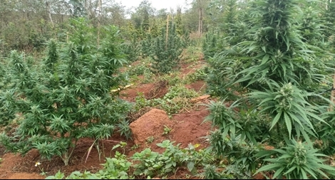 Trồng hàng nghìn mét vuông cây cần sa để... nuôi heo, gà mau lớn