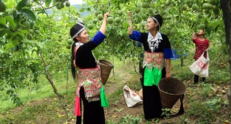 Con đường hoa ban miền Tây xứ Nghệ