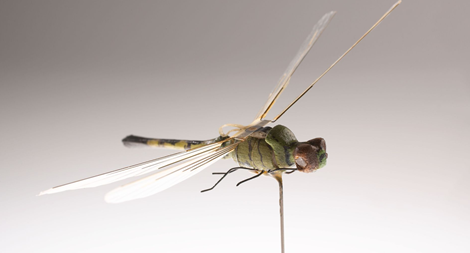 CIA đã chế tạo robot chuồn chuồn gián điệp từ thập niên 1970