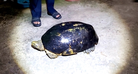 Cá thể rùa hàng chục năm tuổi, nặng gần 17kg "lưu lạc" trên cánh đồng