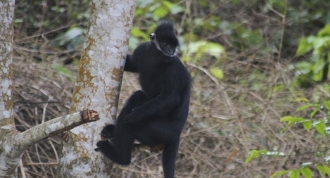 Di dời đàn voọc tấn công người