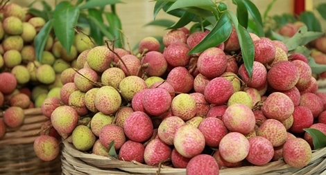 Vietnam Post phối hợp với Quản lý thị trường tiêu thụ 3.000 tấn vài thiều Bắc Giang