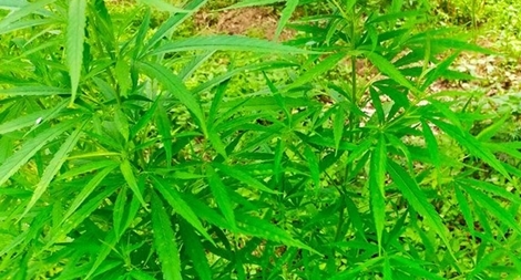 Phát hiện vườn cần sa rộng 3.000m² ngoài bãi giữa sông Hồng