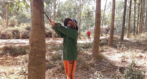 Người trồng cao su gặp khó do ảnh hưởng từ dự án thi công cao tốc