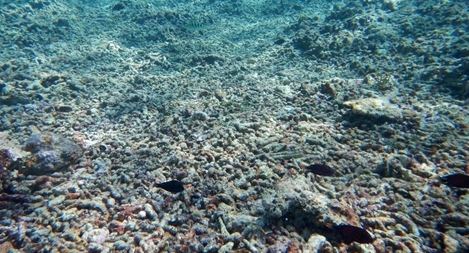 Chia sẻ sáng kiến “giải pháp xanh” cho Biển Đông