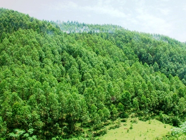 Mỹ hỗ trợ Việt Nam bảo vệ rừng, đa dạng sinh học và các cộng đồng tại miền Trung