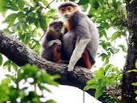 Nhiều cá thể voọc và khỉ đá sinh sống ở rừng núi Cam Lộ, Quảng Trị