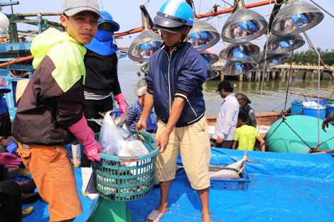 Ngư dân miền Trung trúng đậm “lộc biển” đầu năm