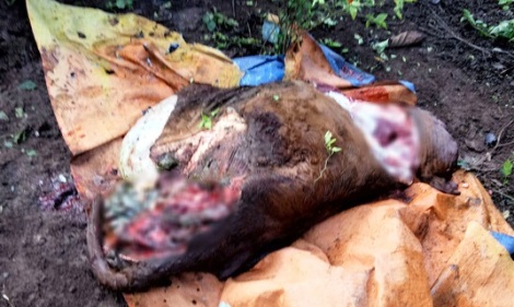 Nhiều vụ trộm đột nhập, giết mổ gia súc