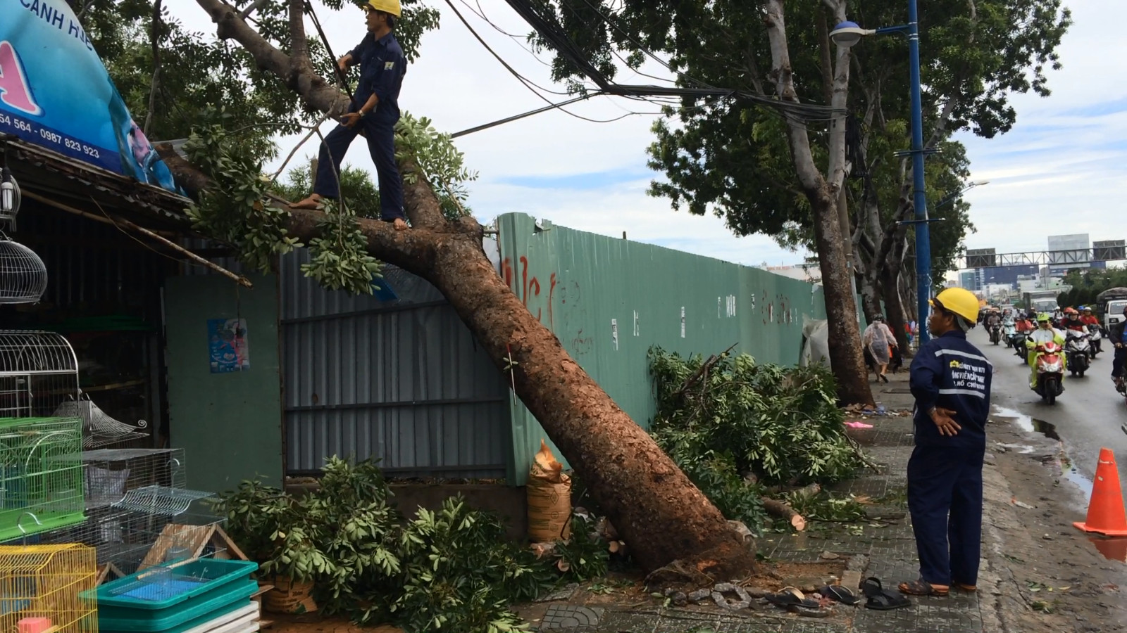 Gió mạnh làm ngã cây trên đường Trường Chinh