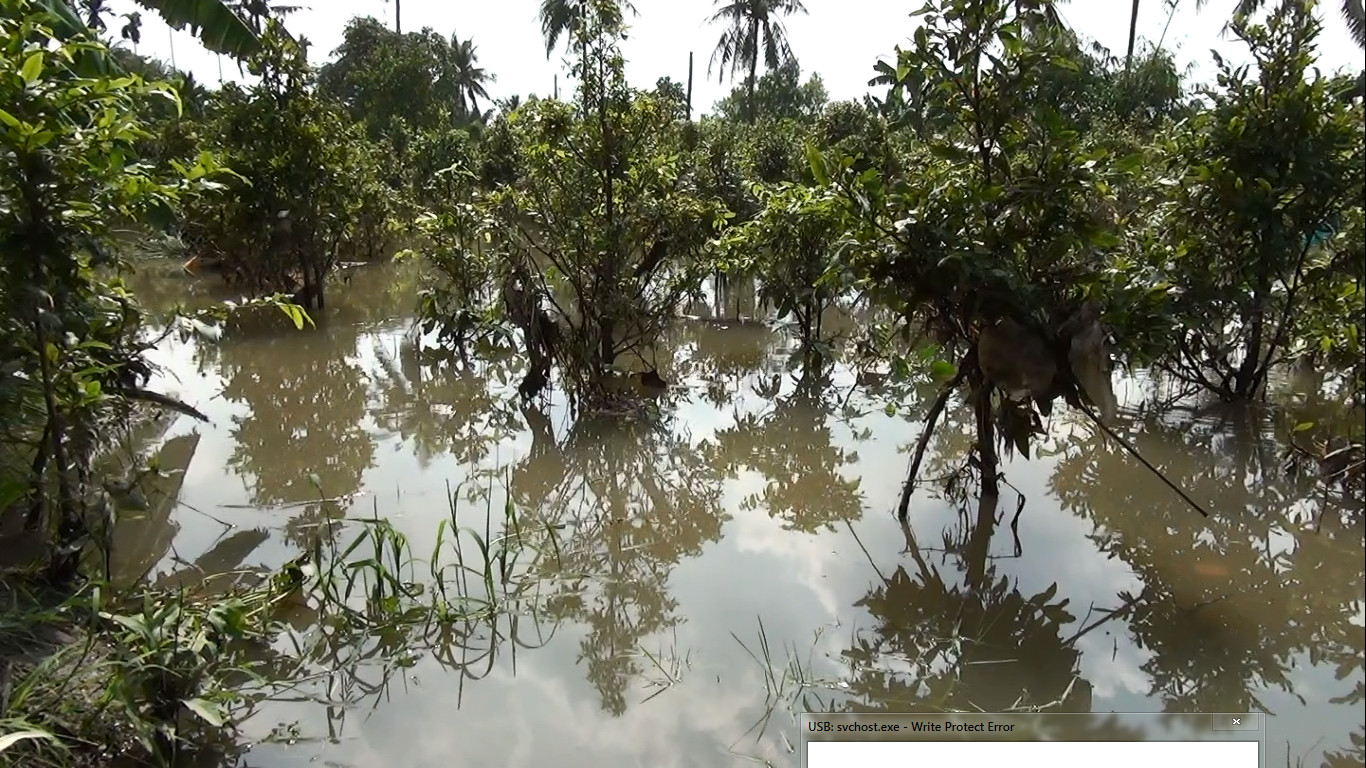 Hàng chục ngàn gốc mai nguy cơ mất trắng do vỡ đê