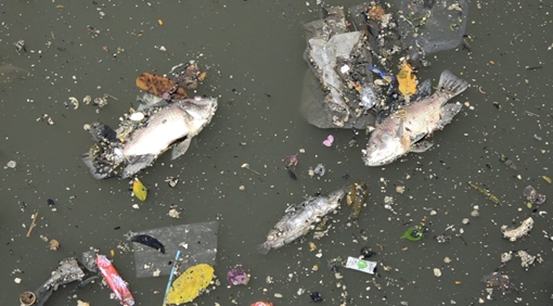 Cá chết hàng loạt sau cơn mưa 