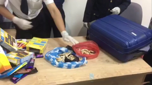 Lô hàng nanh, vuốt động vật hoang dã nhập cảnh bị phát hiện