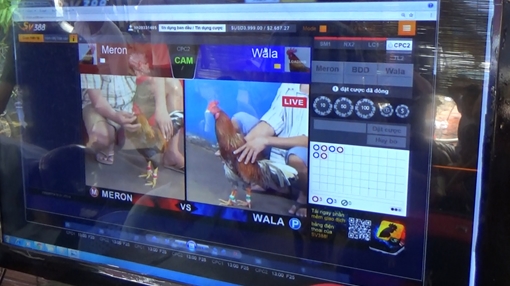 Bắt giữ 20 con bạc các cược bằng hình thức đá gà qua mạng