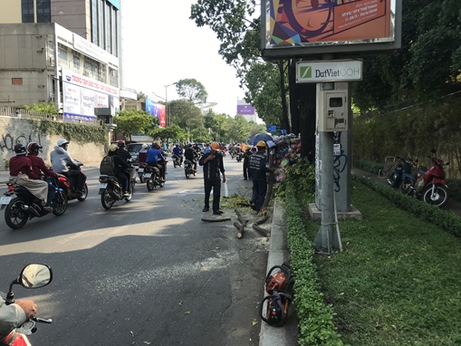 Cô gái ngất xỉu vì cành cây rơi trúng đầu