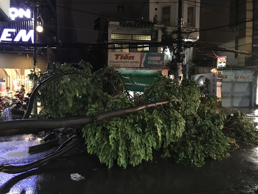 Gió lớn trong mưa lớn làm cây đổ chắn ngang đường