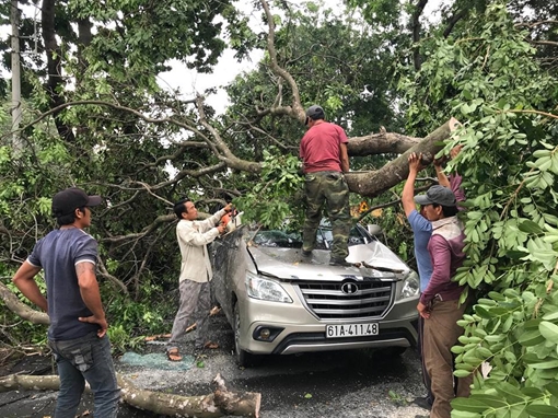 Cây xanh bật gốc đè nát xe ôtô, tài xế thoát nạn trong gang tấc