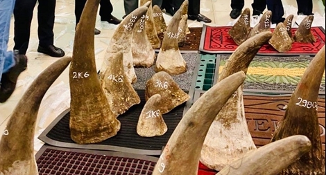 Tạm giữ 93kg nghi sừng tê giác nhập lậu qua cửa khẩu Tân Sơn Nhất