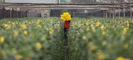 Làng hoa Tây Tựu khoe sắc trong gió đông chờ Tết