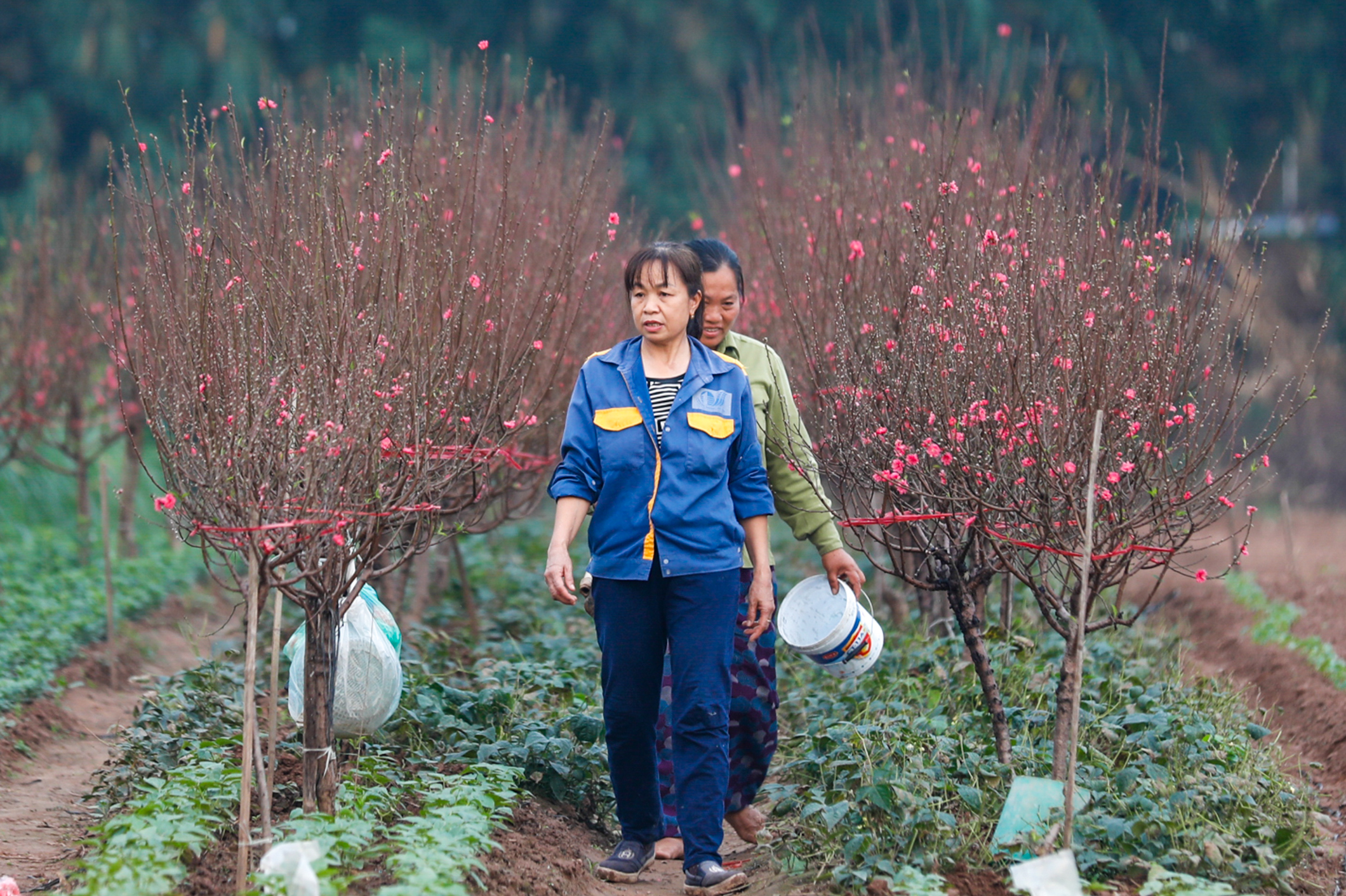 Chưa Tết đào đã ngập sắc hồng, nông dân đứng ngồi không yên