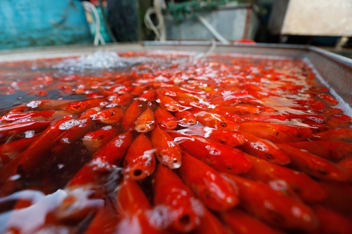 Chợ cá lớn nhất Yên Sở nhộn nhịp trước lễ ông Công ông Táo