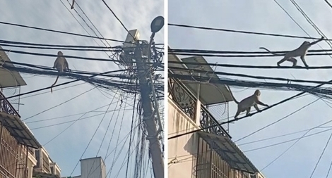 Lạ lùng đàn khỉ “tung hoành” ngay giữa TP Hồ Chí Minh