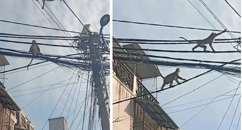 Khẩn trương xử lí đàn khỉ “tung hoành” giữa Sài Gòn