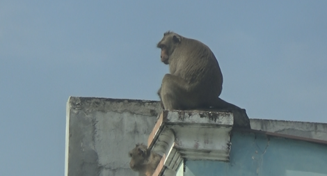 Bắt con khỉ đầu tiên trong đàn khỉ “tung hoành” giữa Sài Gòn 